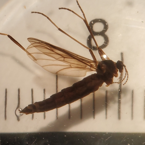 Hesperinus brevifrons