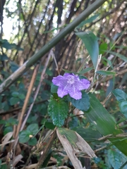 Strobilanthes rankanensis