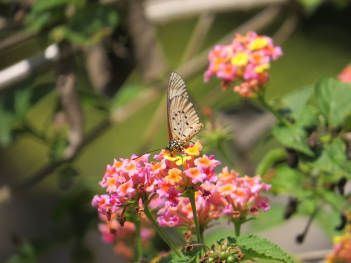 Lantana camara image