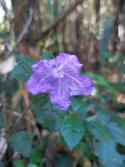 Strobilanthes rankanensis