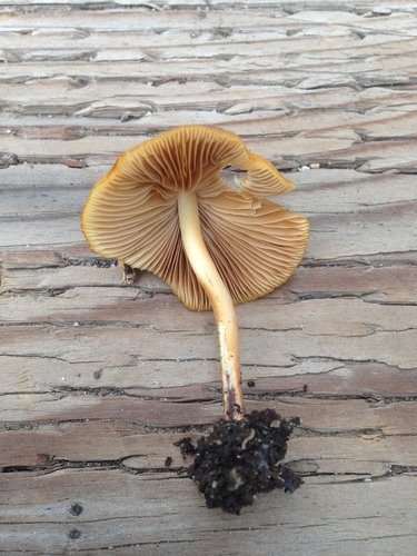 Conocybe aurea image