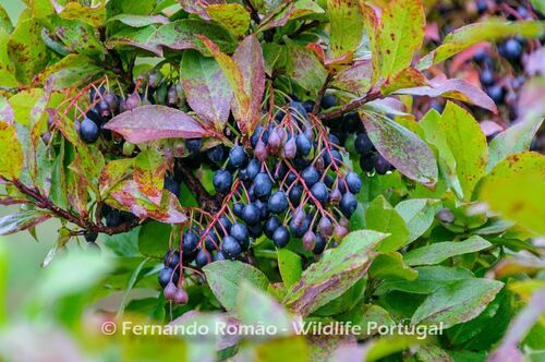 Azores Blueberry