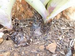 Ledebouria asperifolia