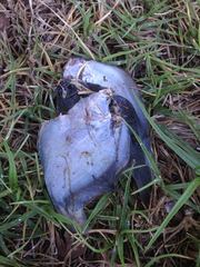 Citharichthys sordidus