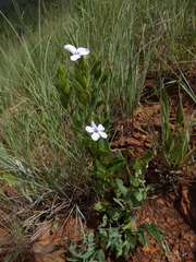 Barleria ovata
