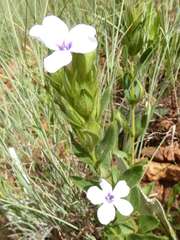 Barleria ovata