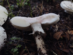 Amanita mutabilis image