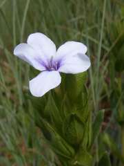 Barleria ovata