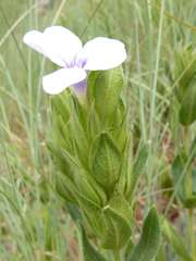 Barleria ovata