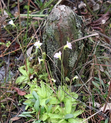 Pinguicula primuliflora