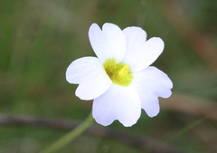 Pinguicula primuliflora