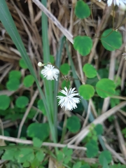 Thalictrum urbainii