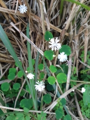 Thalictrum urbainii