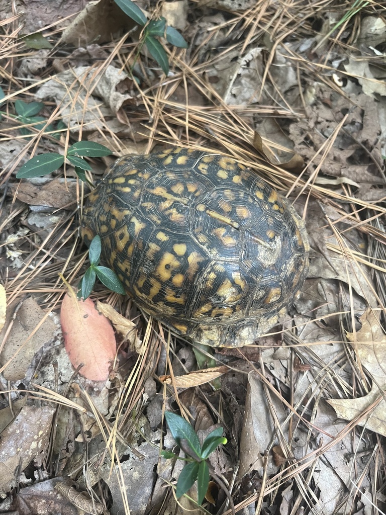 Eastern Box Turtle In September 2023 By Alistaircragg INaturalist   Large 