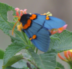 Egybolis vaillantina