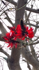 Erythrina