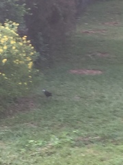 Amaurornis phoenicurus