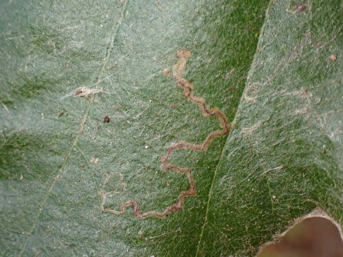 iNaturalist observation photo of Stigmella