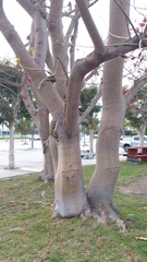 Erythrina