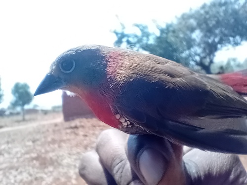 Red-throated Twinspot