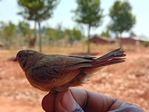 Red-billed Firefinch
