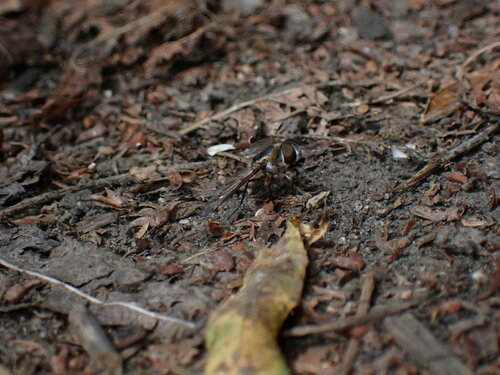 iNaturalist observation photo of Villa lateralis