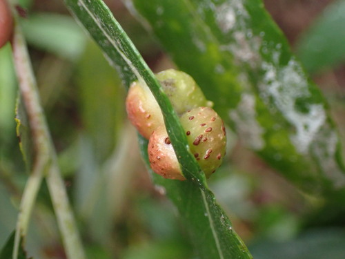 iNaturalist observation photo of Willow Apple Gall Sawfly