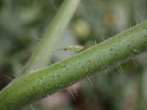 iNaturalist observation photo of Engytatus