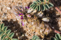 Dalea mollissima