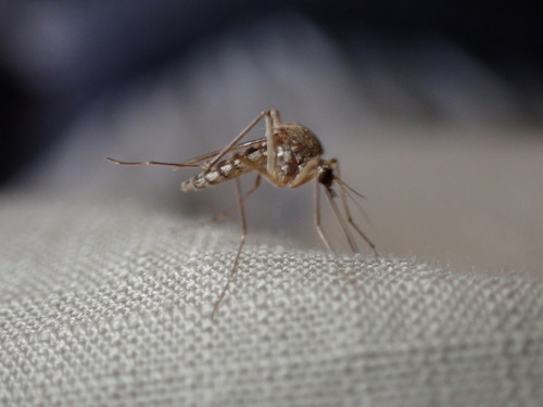 iNaturalist observation photo of Inland Floodwater Mosquito