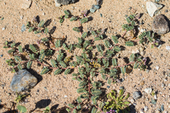 Dalea mollissima