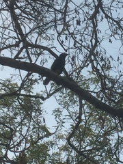 Acridotheres tristis