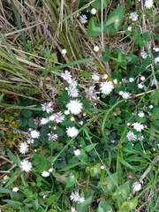Thalictrum urbainii
