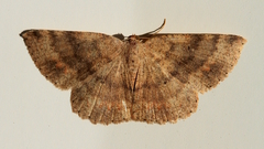 Casbia melanops