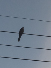 Streptopelia chinensis