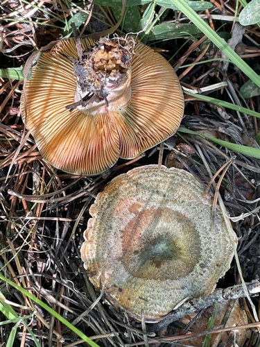 iNaturalist observation photo of saffron milkcap