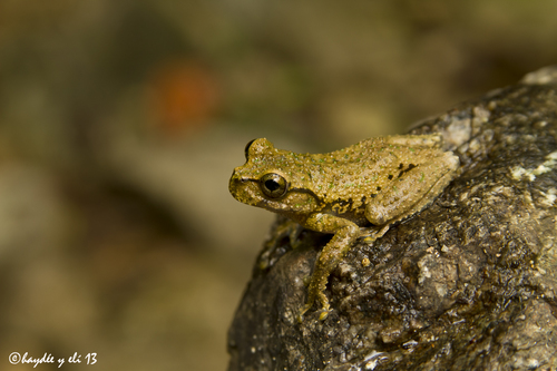 Matuda's Spikethumb Frog