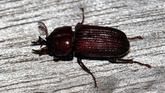 Syndesus cornutus