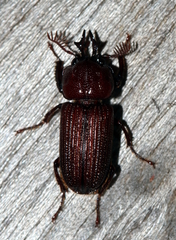 Syndesus cornutus