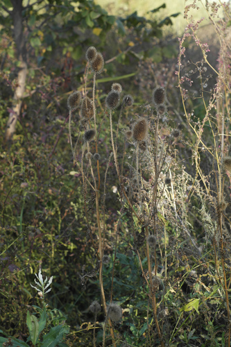 Image of Dipsacus gmelinii by (c) Vasily Moryashkin, some rights reserved (CC BY)