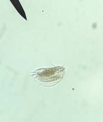 Euplotida