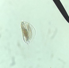 Euplotida