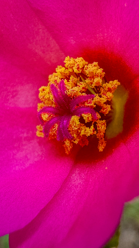 Portulaca amilis