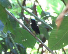 Lepidothrix velutina