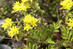 Phedimus middendorffianus