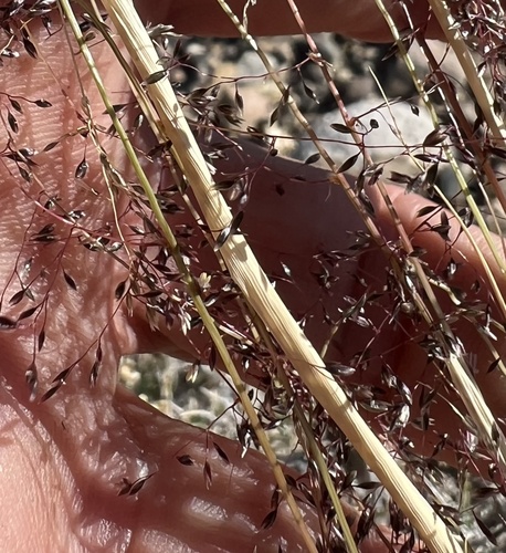 mesa dropseed (Sporobolus flexuosus)