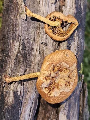 Pholiota