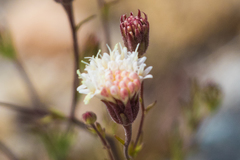 Chaenactis carphoclinia