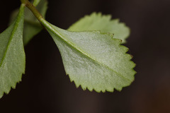 Phedimus middendorffianus