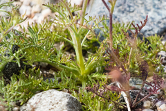 Chaenactis carphoclinia